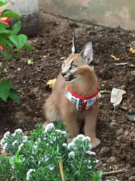 disponibili gattini caracal | Foto 1