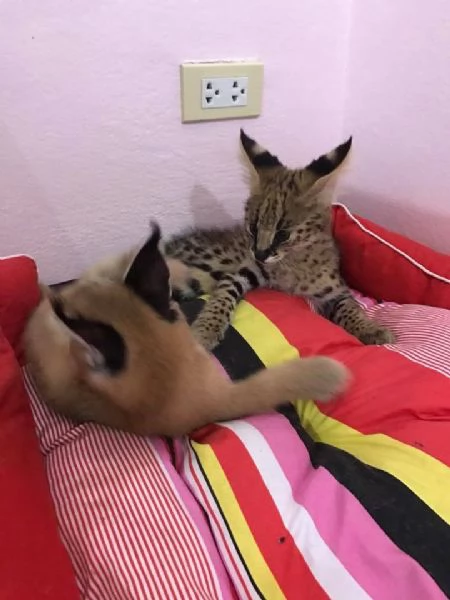 disponibili gattini caracal | Foto 0