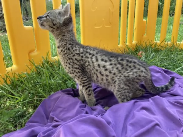 Disponibili cuccioli Savannah F4 e F5 | Foto 4