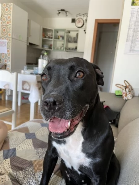 Adozione pitbull femmina di 4 anni | Foto 0