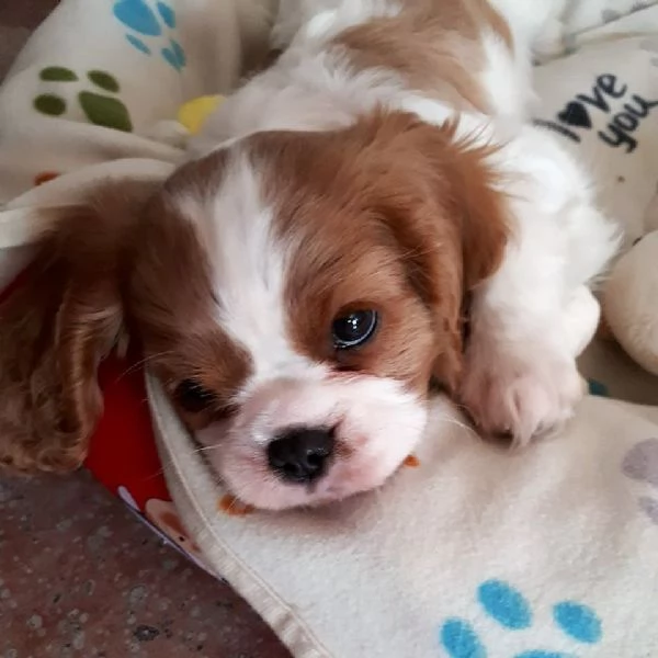 cuccioli di cavalier king da privato