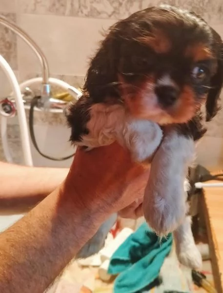 cuccioli di cavalier king da privato | Foto 3