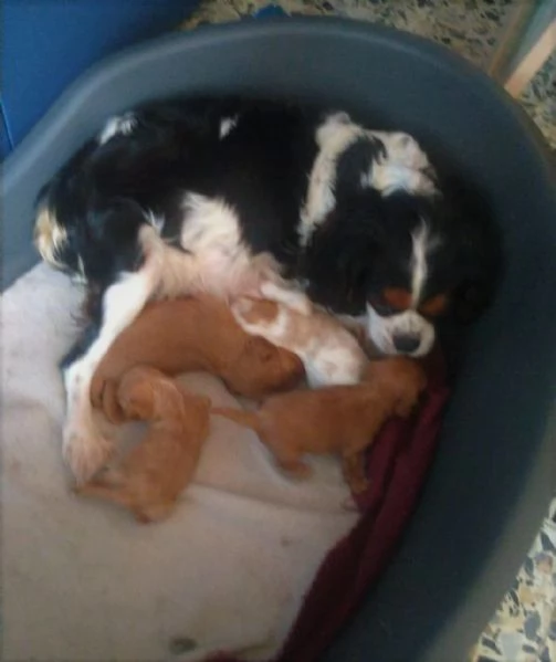 cuccioli di cavalier king da privato | Foto 1