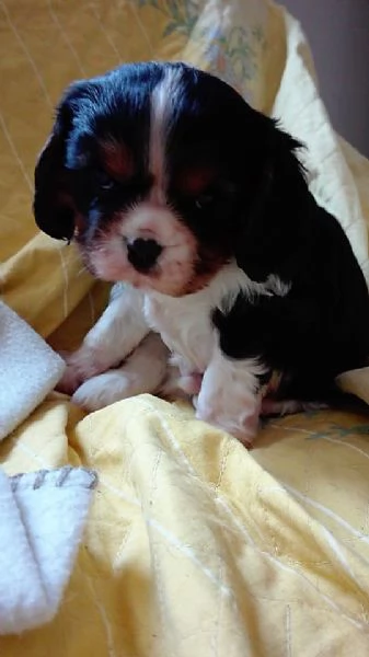 cuccioli di cavalier king da privato | Foto 0