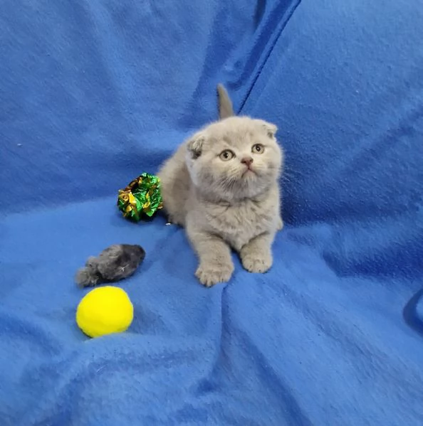 Scottish fold e straight  | Foto 2