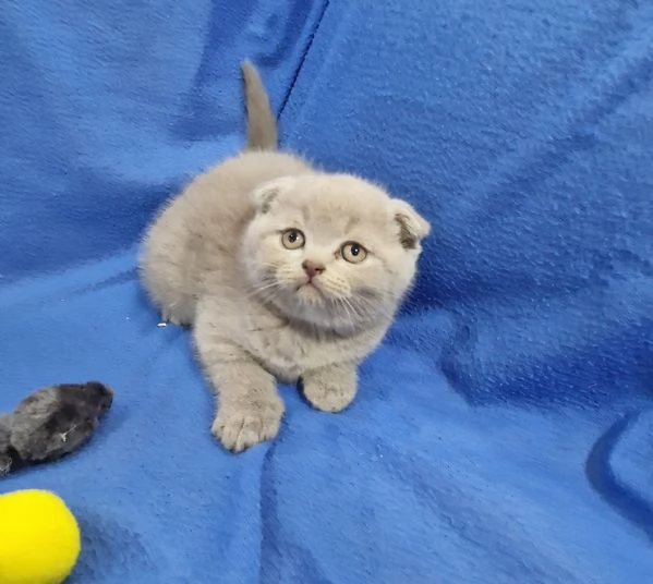 Scottish fold e straight  | Foto 1