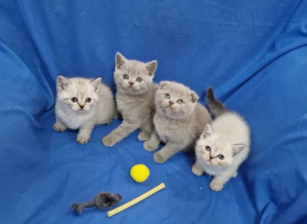 Scottish fold e straight 