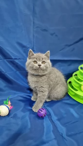 Scottish fold e straight 