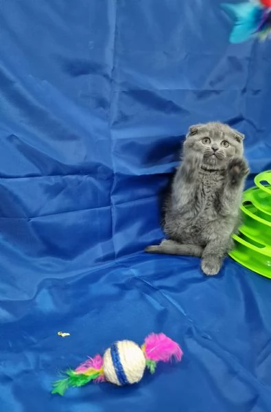 Scottish fold e straight  | Foto 2