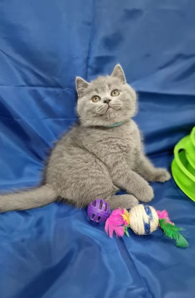 Scottish fold e straight  | Foto 1