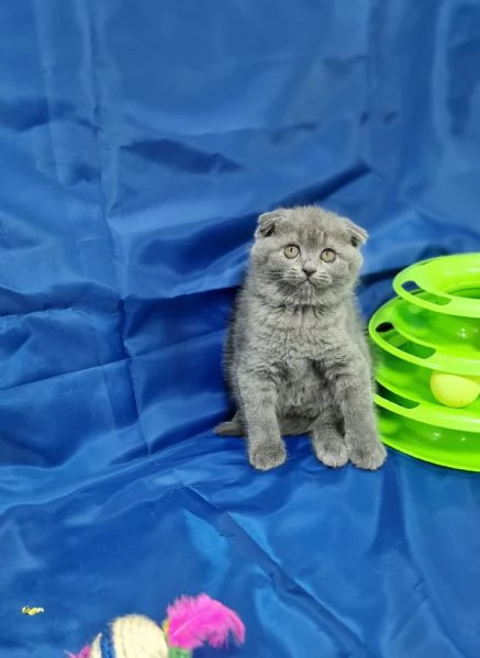 Scottish fold e straight  | Foto 0