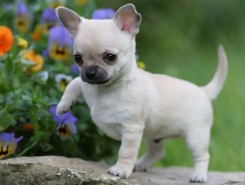 Adorabile cucciolo di principessa chihuahua ora pronto per il reinserimento | Foto 4