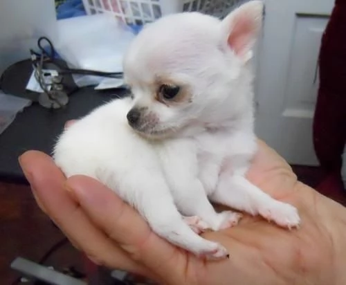 Adorabile cucciolo di principessa chihuahua ora pronto per il reinserimento | Foto 0