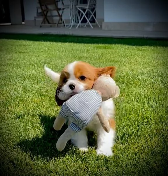 Cuccioli da allevamento cavalier king ENCI