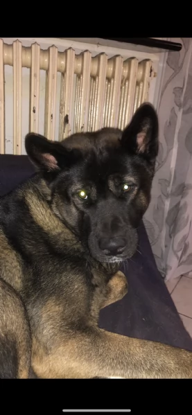 Akita americano 3 anni cerca casa | Foto 4