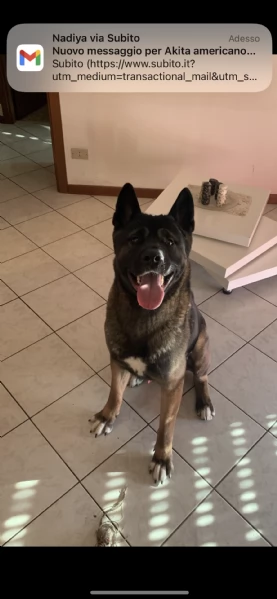 Akita americano 3 anni cerca casa | Foto 0