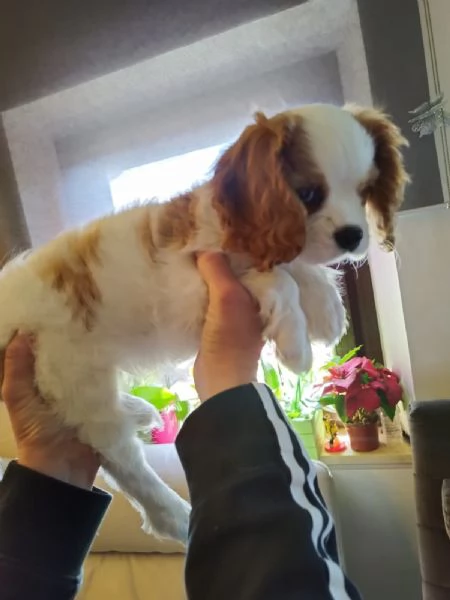 Cagnolina Cavalier King Charles Speniel | Foto 2