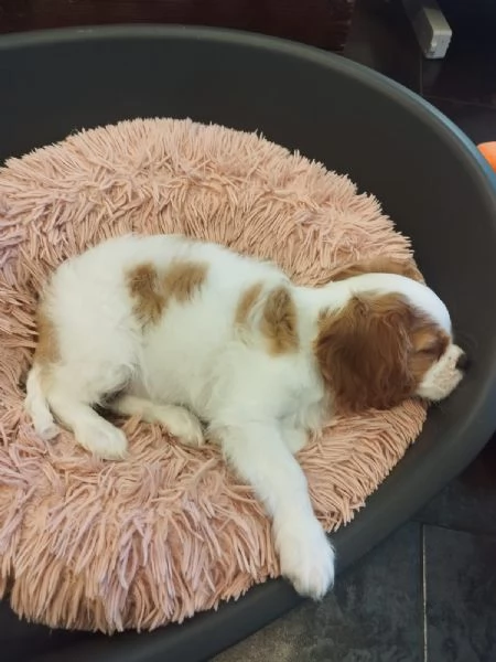 Cagnolina Cavalier King Charles Speniel | Foto 1