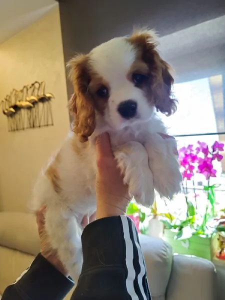 Cagnolina Cavalier King Charles Speniel | Foto 0