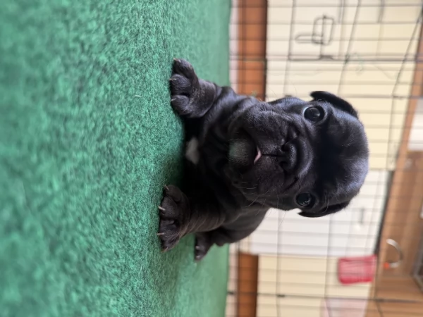 Bulldog francese  | Foto 1