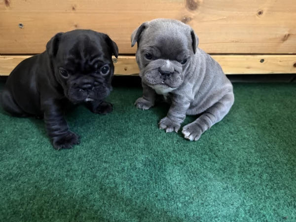 Bulldog francese  | Foto 0