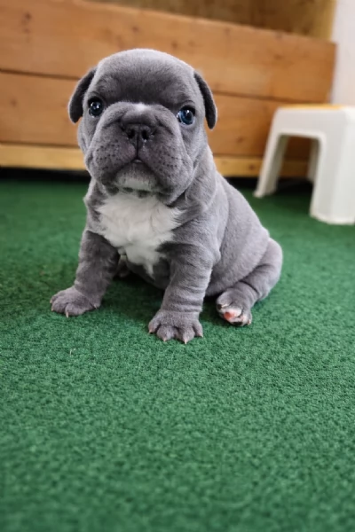Bulldog francese 