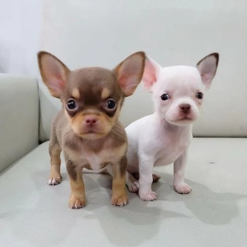 Due cuccioli di Chihuahua da reinserire | Foto 2