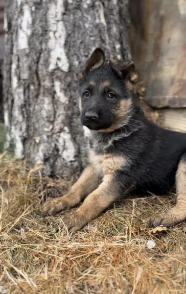 Cuccioli di pastore Tedesco 