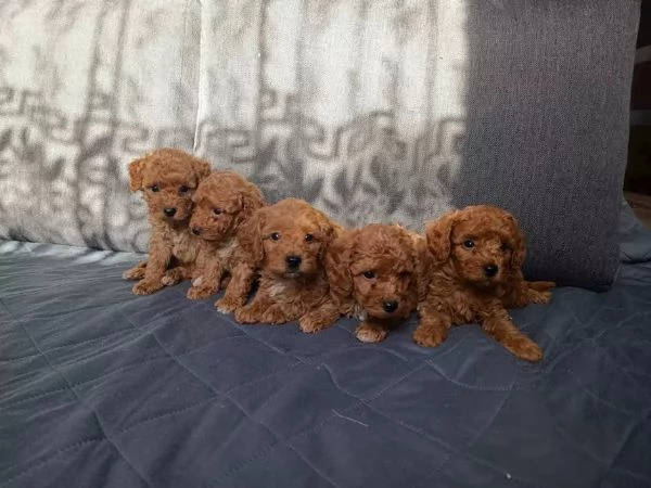 Regala cuccioli di Barboncino | Foto 1