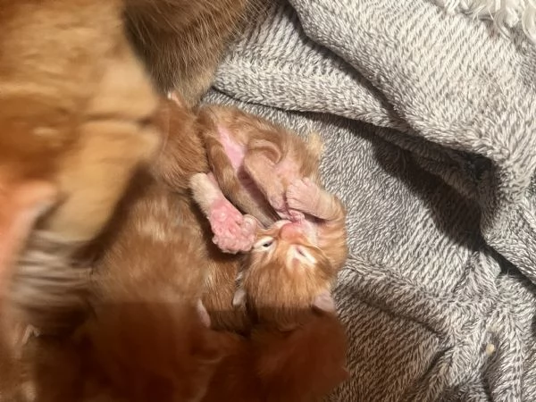 Cuccioli main coon red tabby