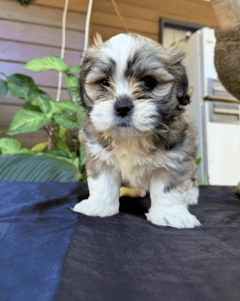 CUCCIOLI DI LHASA APSO