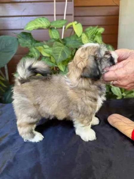 CUCCIOLI DI LHASA APSO | Foto 1