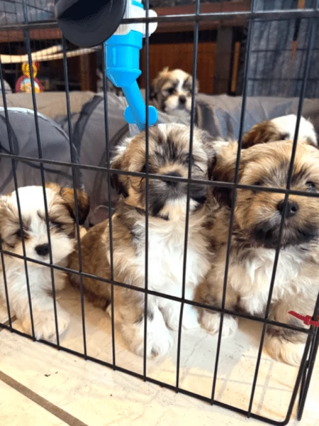 CUCCIOLI DI LHASA APSO | Foto 0