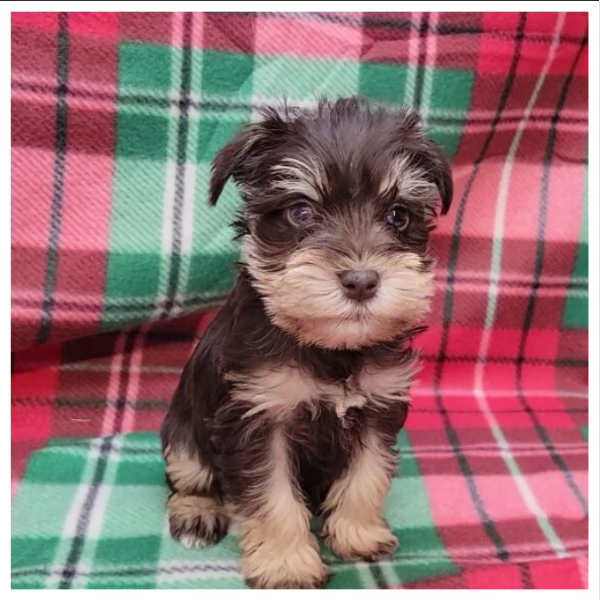 Bolle damore Schnauzer in Miniatura