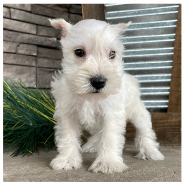 Bolle damore Schnauzer in Miniatura | Foto 1
