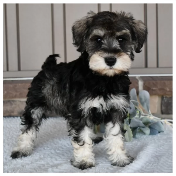 Bolle damore Schnauzer in Miniatura | Foto 0