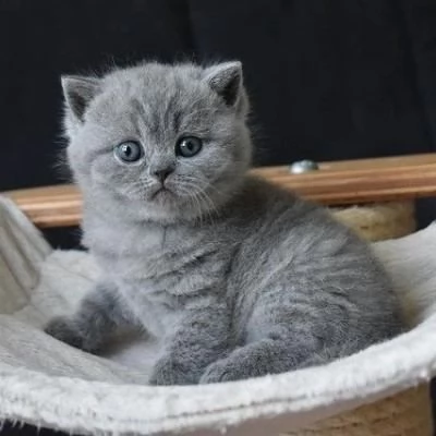 Gattini britannici a pelo corto | Foto 2