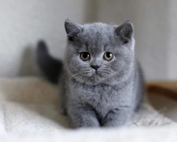 Gattini britannici a pelo corto | Foto 1