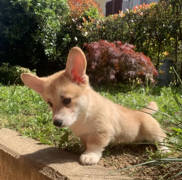 Cucioli Corgi Welsh Pembroke  | Foto 1