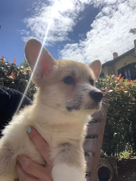 Cucioli Corgi Welsh Pembroke 