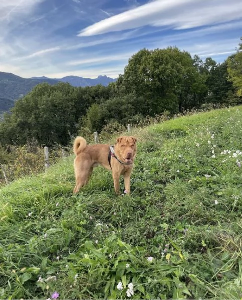 Cuccioli in regalo | Foto 6