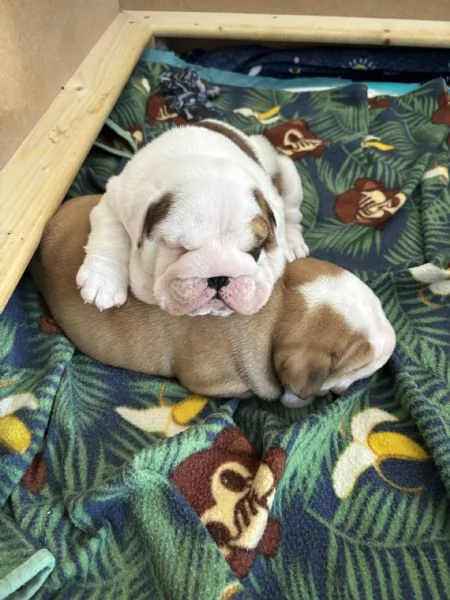 offro splendido Bulldog inglese maschio e femmina in adozione