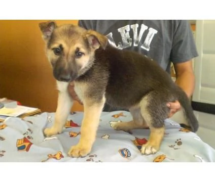 Cuccioli di pastore tedesco in adozione | Foto 0