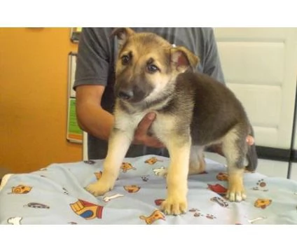Cuccioli di pastore tedesco in adozione