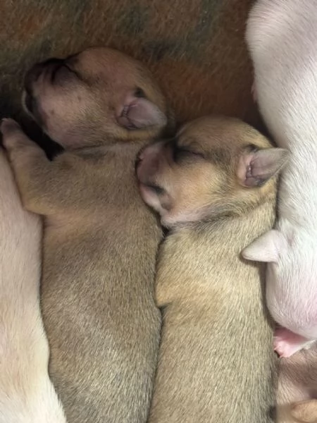 Cuccioli Chihuahua | Foto 4