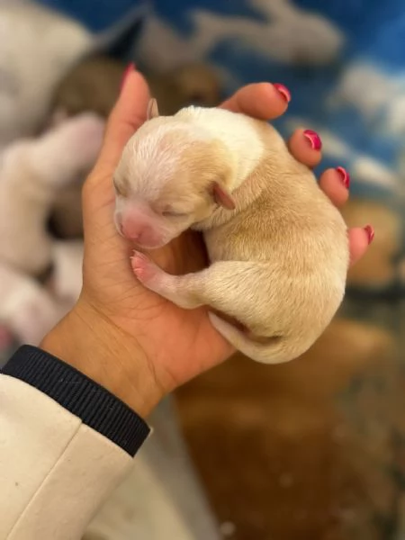 Cuccioli Chihuahua