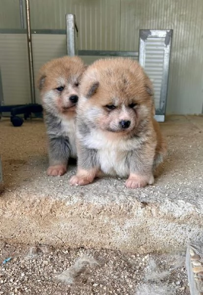 Cuccioli akita Inu  | Foto 2