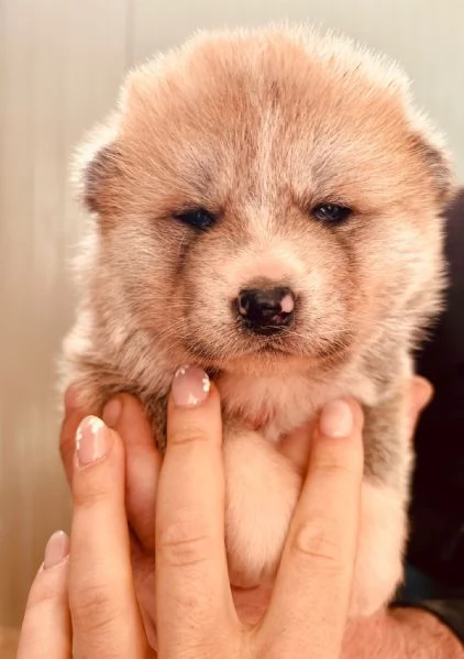 Cuccioli akita Inu  | Foto 1