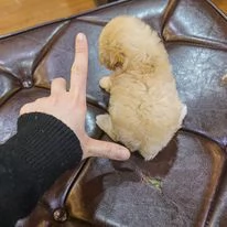 cuccioli di maltipoo toy | Foto 1