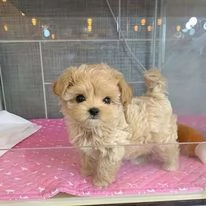 cuccioli di maltipoo toy